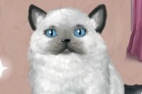 Mrs. Kitty Mrs. Kitty