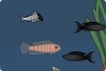 Vida de peces Vida de peces